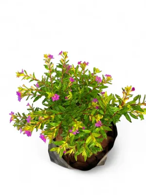 Cuphea Hyssopifolia "Enchantia Purple" 2Liter