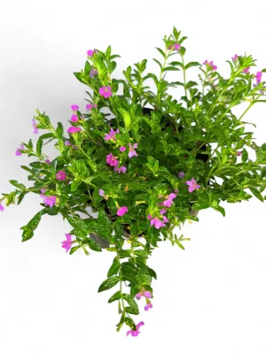Cuphea Hyssopifolia "Pink Mexican Heather" 2Liter