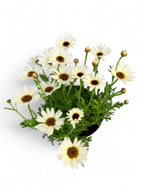 Argyranthemum Frutescens "Grand Daisy White" 15cm