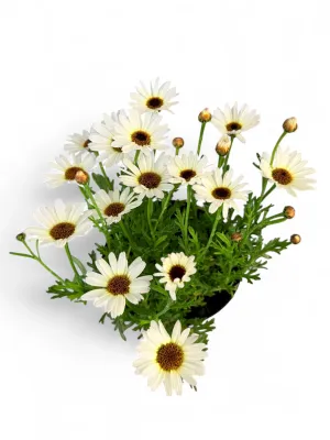 Argyranthemum Frutescens "Grand Daisy White" 15cm