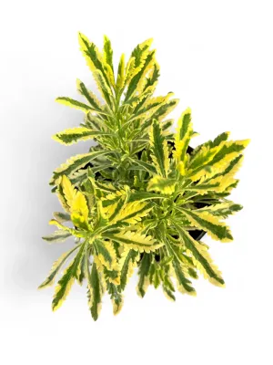 Lavandula x Heterophylla Meerlo "Variegated Lavender" 15cmPot