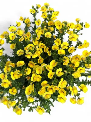 Nemesia "Nesia" Mixed Colours 15cm