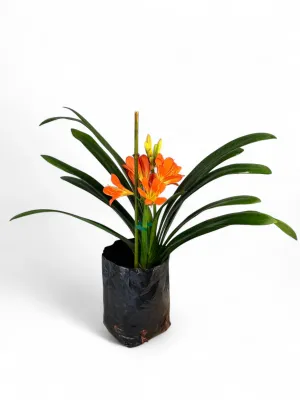 Clivia 5 Liter