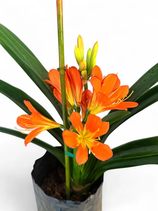 Clivia "Natal Lily" 5Liter
