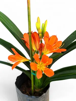 Clivia "Natal Lily" 5Liter