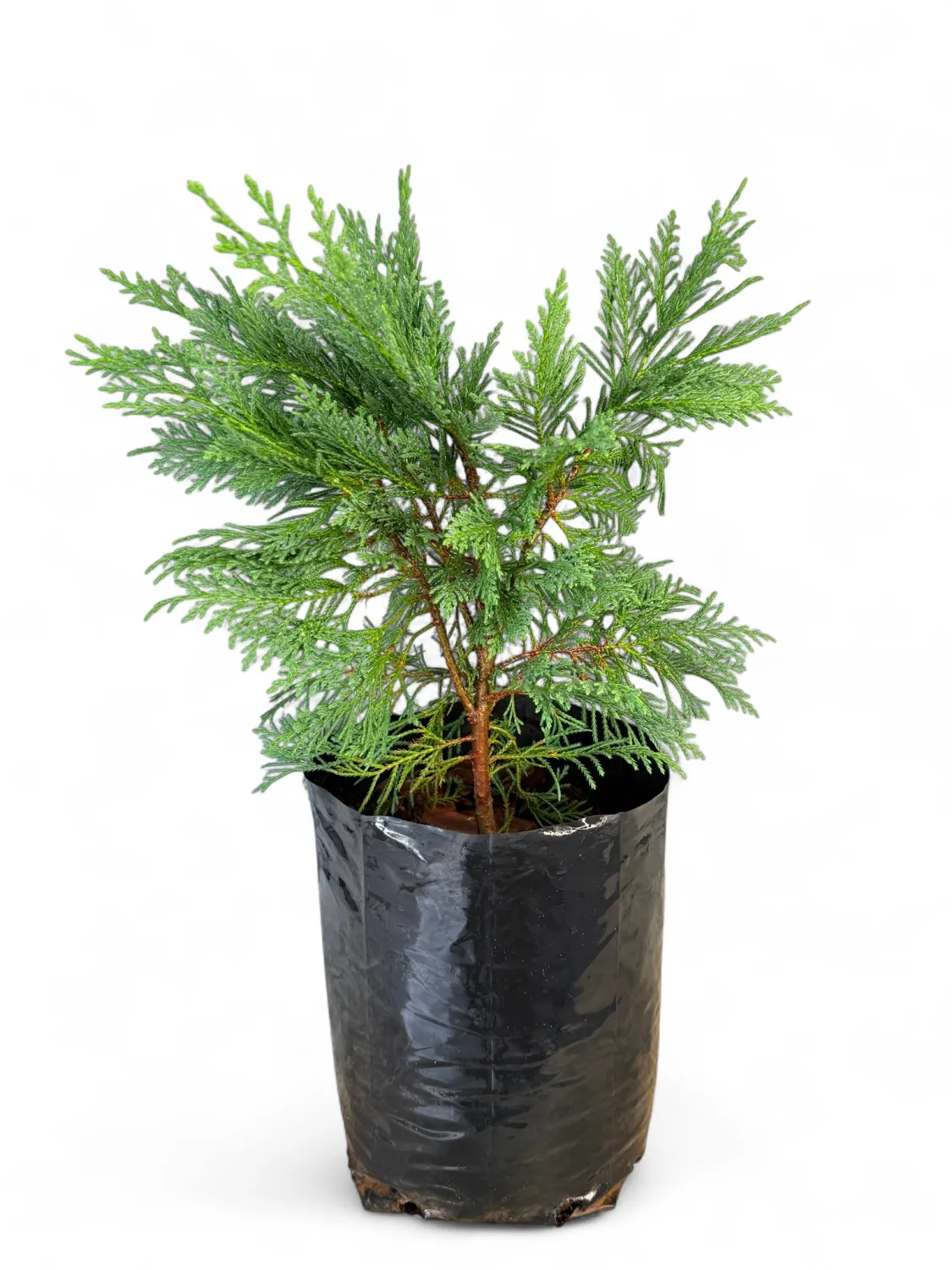 Cupressocyparis Leylandii 5L