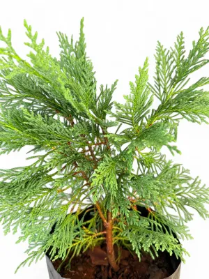 Cupressocyparis Leylandii "Leyland Cypress" 5Liter