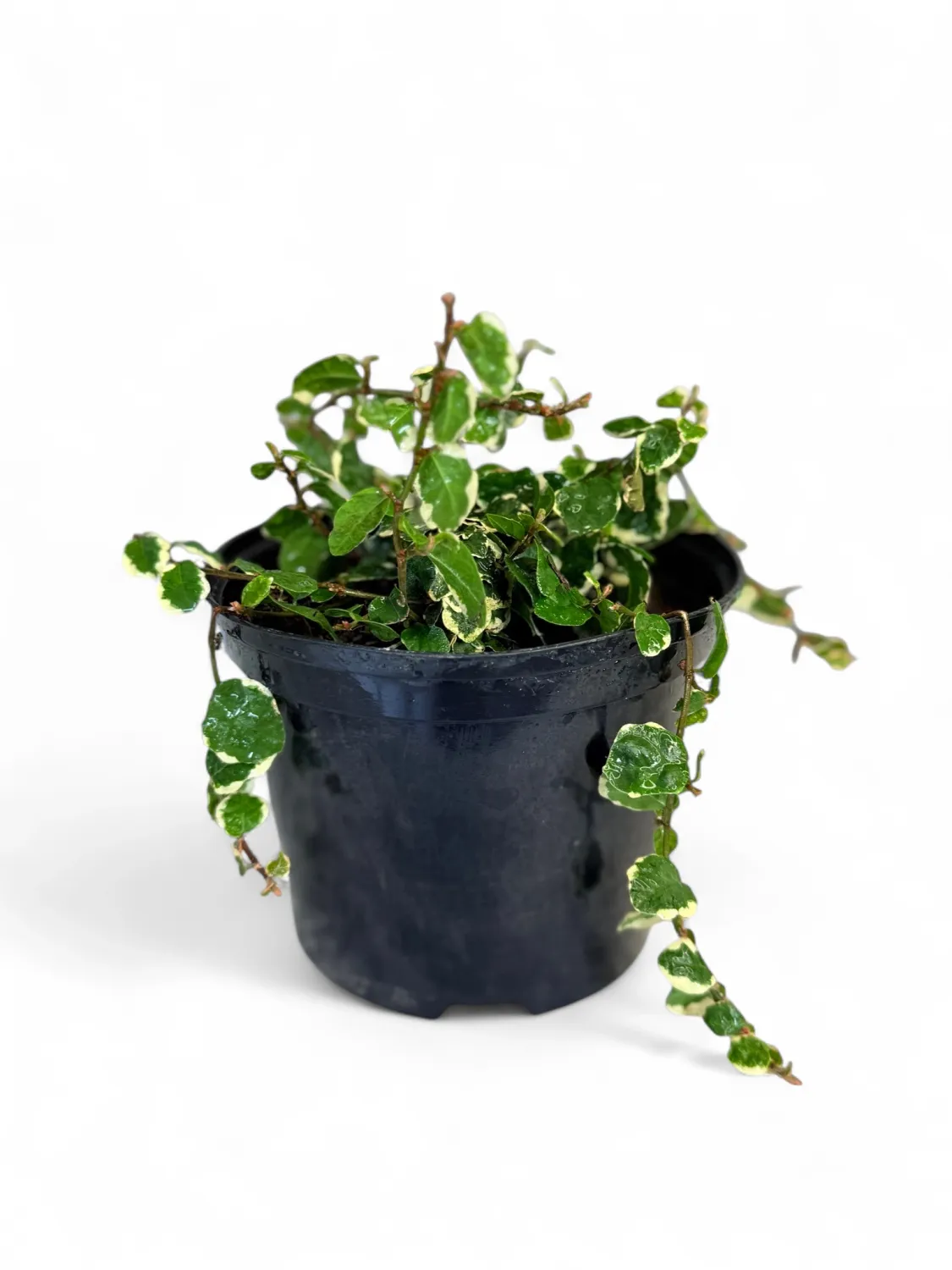 Ficus Pumila &quot;Variegata&quot; 15cm