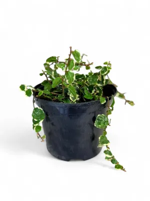 Ficus Pumila &quot;Variegata&quot; 15cm