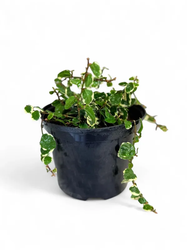 Ficus Pumila &quot;Variegata&quot; 15cm