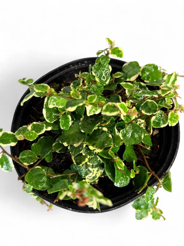 Ficus Pumila Variegata "Variegated Tickey Creeper" 15cmPot