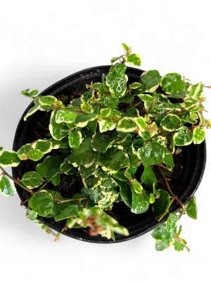 Ficus Pumila Variegata "Variegated Tickey Creeper" 15cmPot