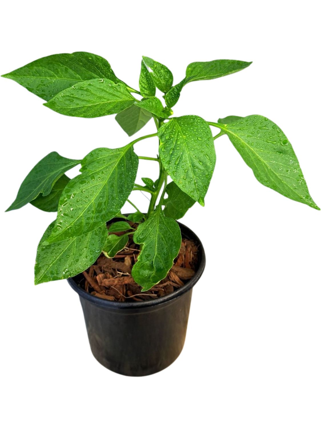 Capsicum Hot Portugal &quot;Cayenne&quot; 17cm Pot