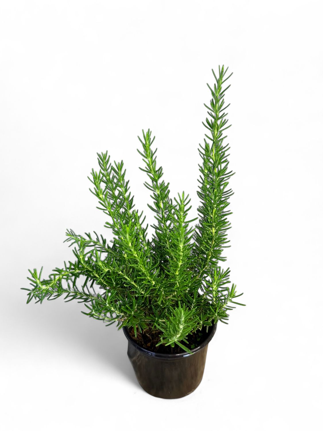 Rosemary &quot;Barbeque&quot; 12cm Pot