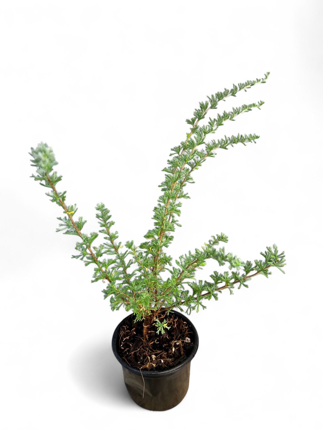Rosemary Wild &quot;Eriocephalus Africanus&quot; 12cm Pot