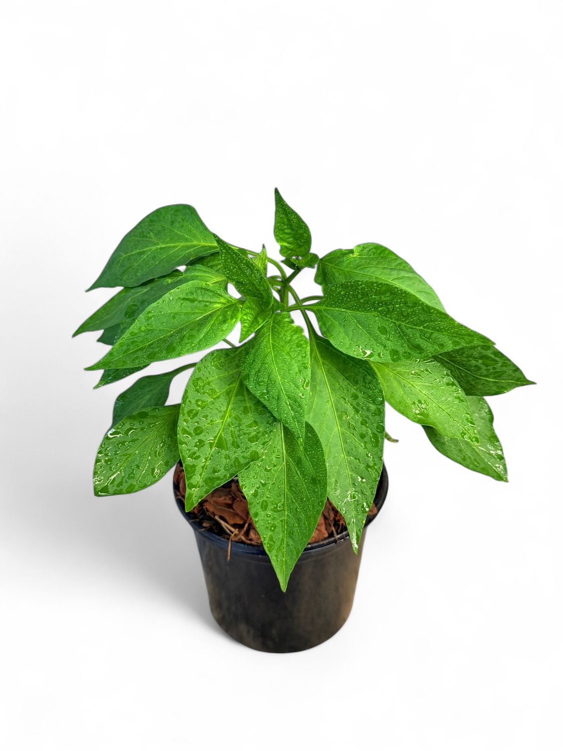 Capsicum Sweet Pepper &quot;Santorini&quot; 14cm Pot