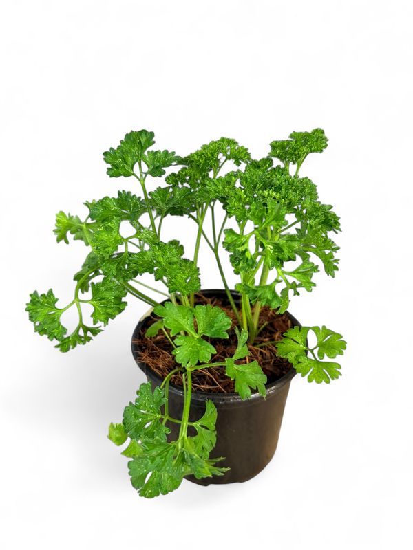 Parsley Champion Moss Curled &quot;Petroselinum Crispum&quot; 12cm Pot