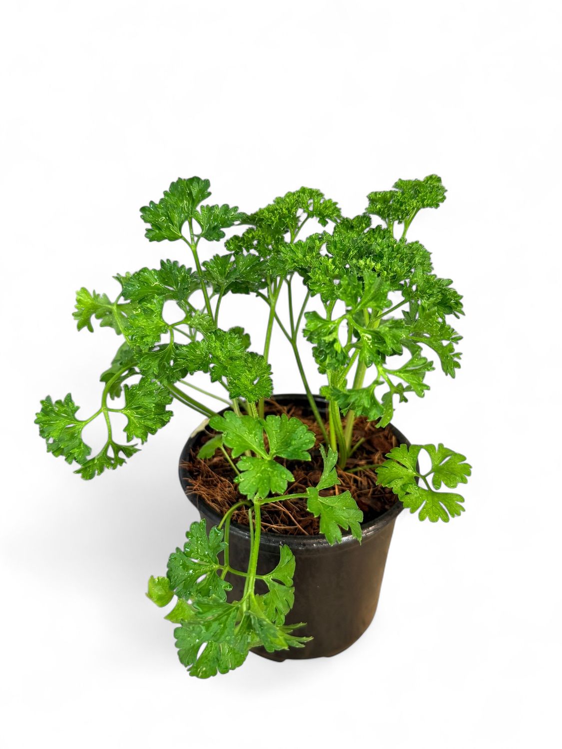 Parsley Champion Moss Curled &quot;Petroselinum Crispum&quot; 12cm Pot