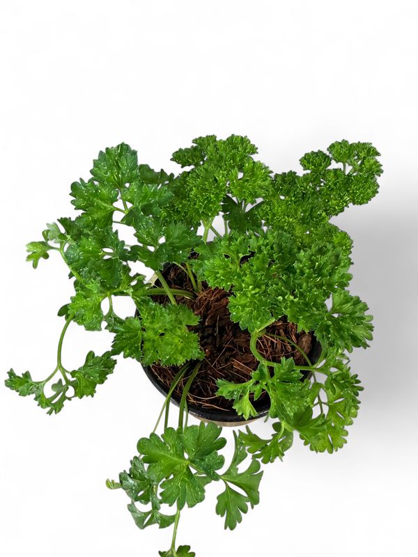 Parsley Champion Moss Curled "Petroselinum Crispum" 12cm Pot