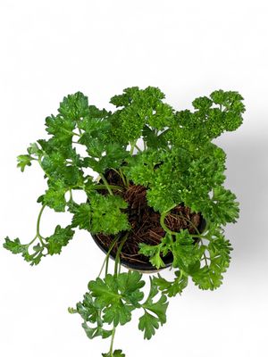 Parsley Champion Moss Curled "Petroselinum Crispum" 12cm Pot
