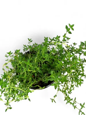 Thyme Winter 12cm Pot