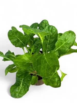 Spinach Swiss Chard Fordhook Giant "Beta Vulgaris" 12cm Pot