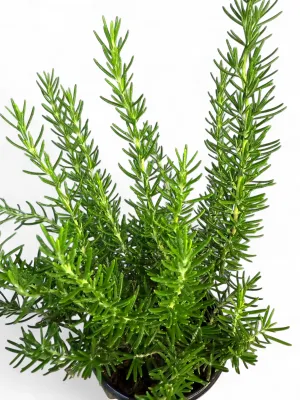 Rosemary "Barbeque" 12cm Pot