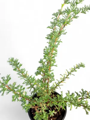 Rosemary Wild "Eriocephalus Africanus" 12cm Pot
