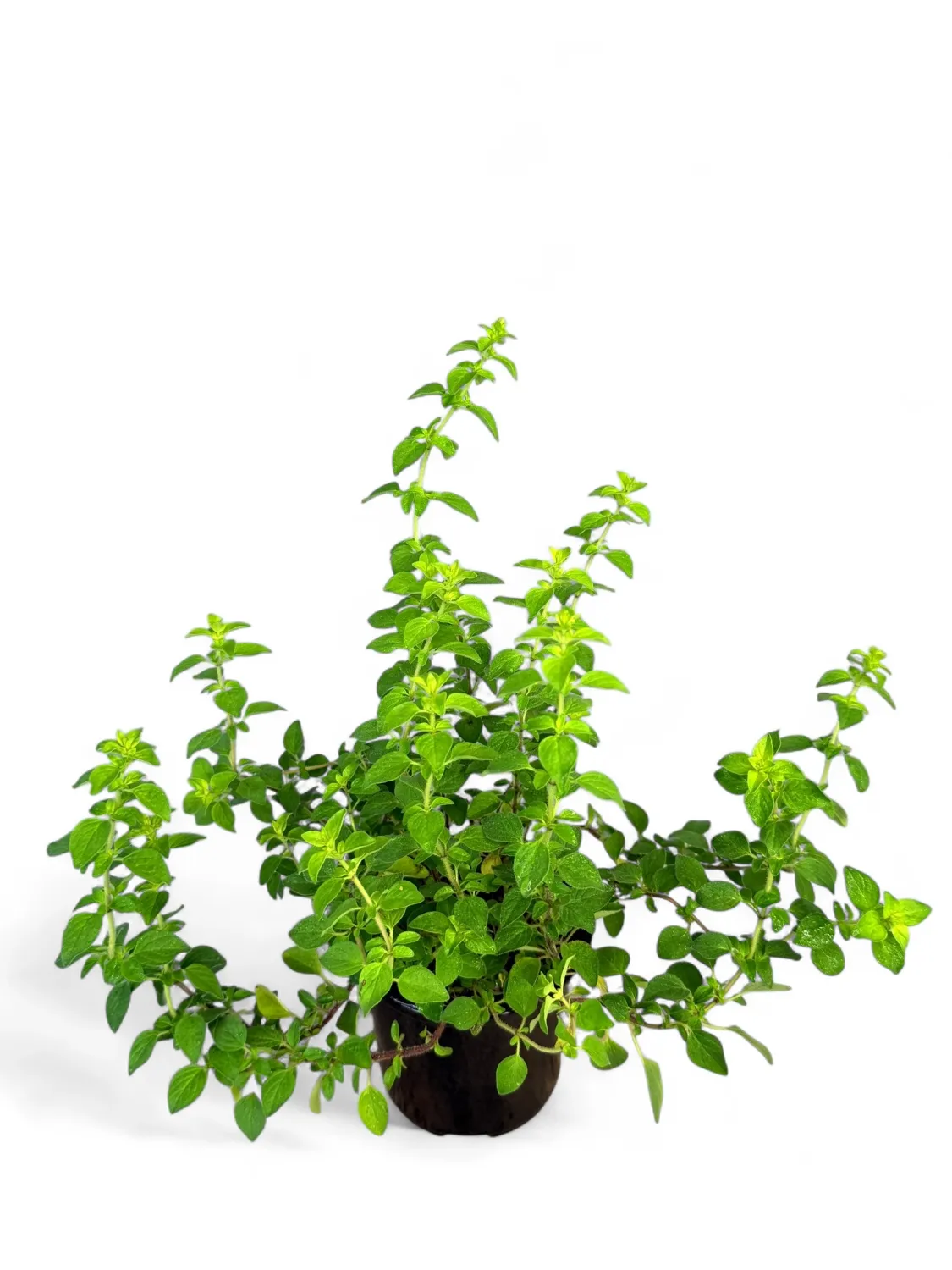 Oregano Golden Upright &quot;Origanum&#39; 12cm Pot