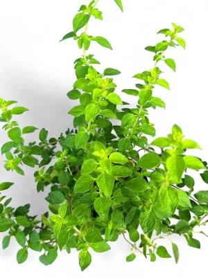 Oregano Golden Upright "Origanum' 12cm Pot