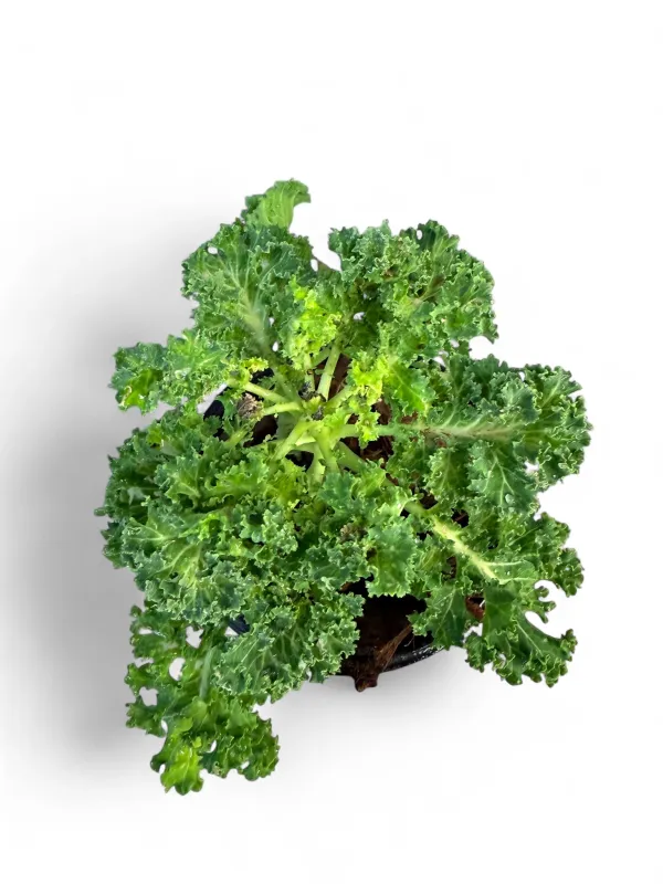 Kale Vates Blue Curled "Scottish Dwarf Kale" 12cm Pot