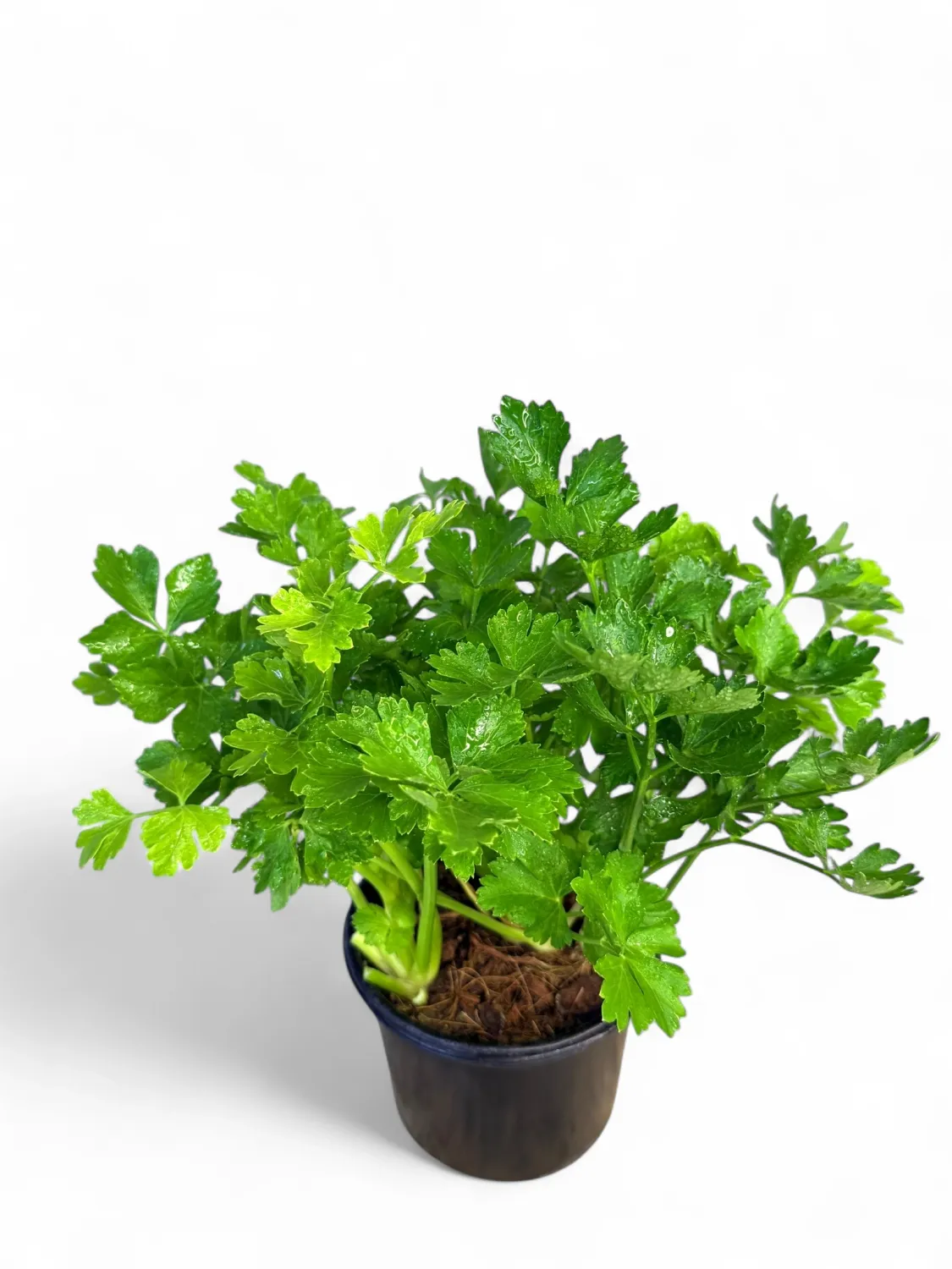 Celery Tall Utah 12cm Pot