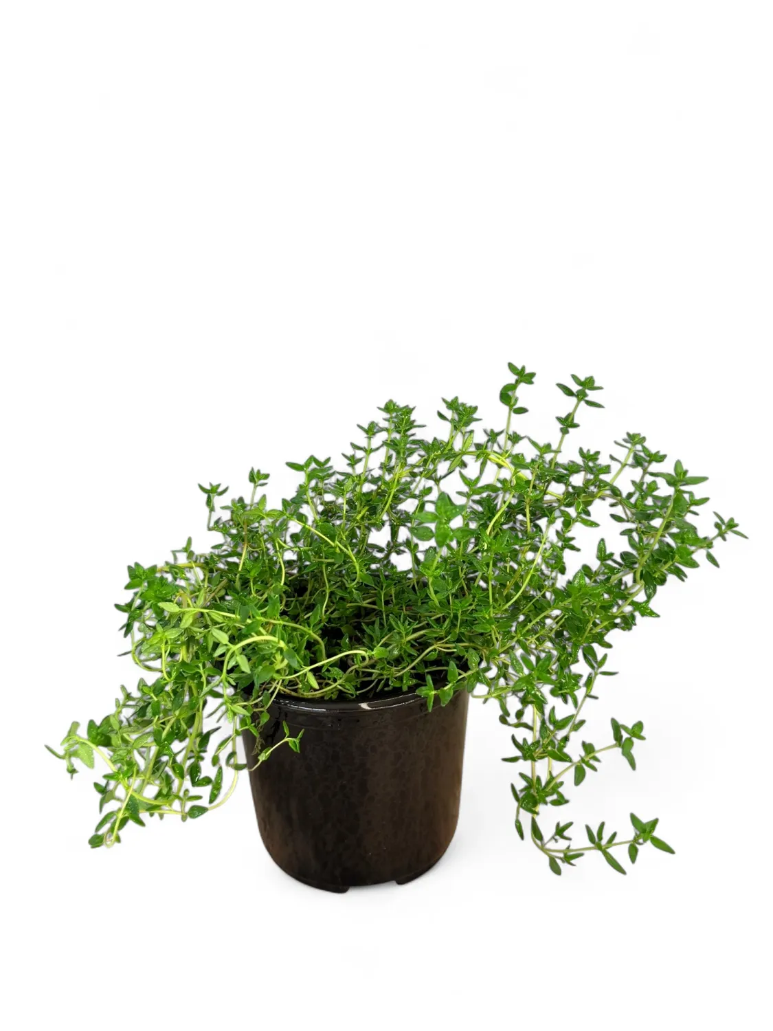 Thyme Winter 12cm Pot