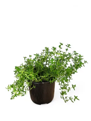 Thyme Winter 12cm Pot