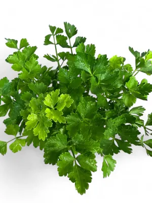 Celery Tall Utah 12cm Pot
