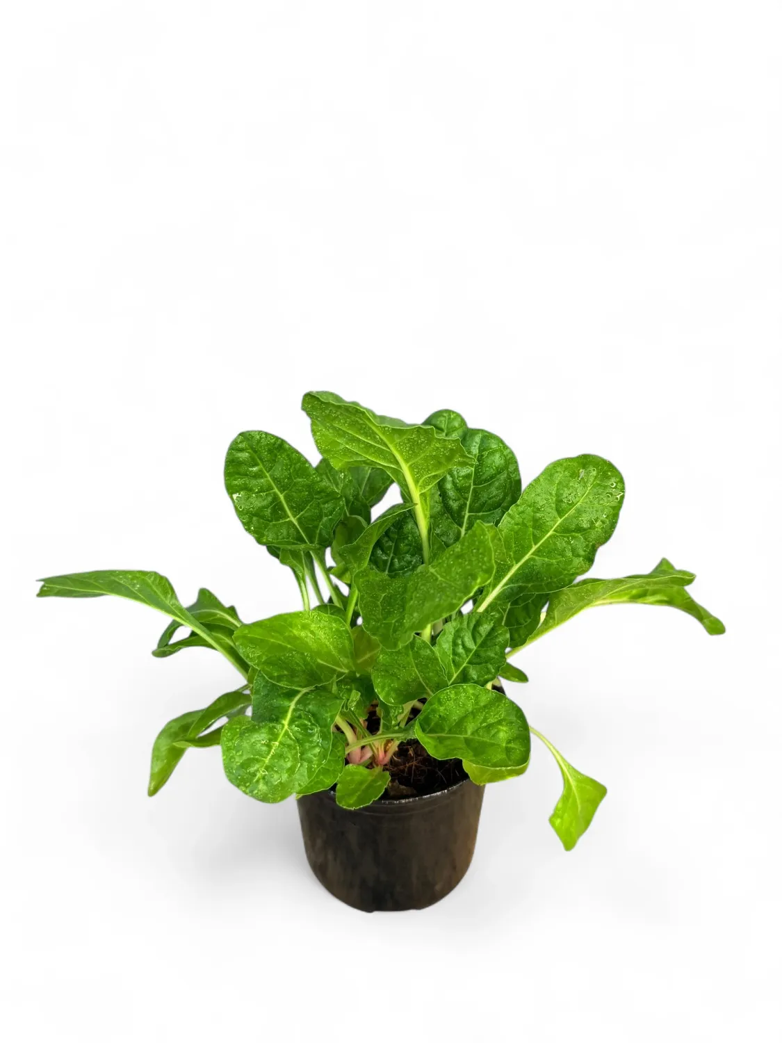 Spinach Swiss Chard Fordhook Giant &quot;Beta Vulgaris&quot; 12cm Pot
