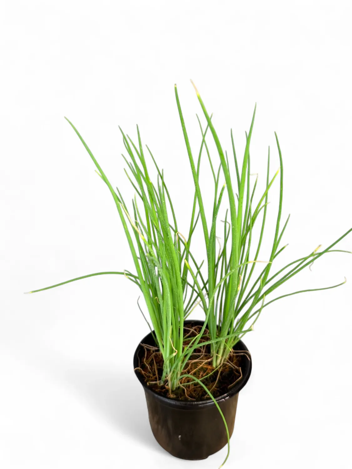 Spring Onion White Lisbon &quot;Allium Cepa&quot; 12cm Pot