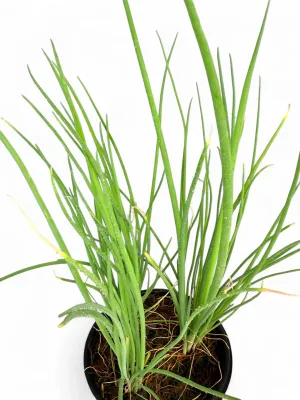 Spring Onion White Lisbon "Allium Cepa" 12cm Pot
