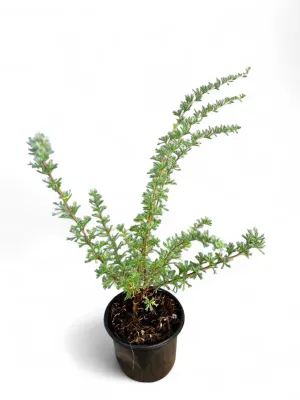 Rosemary Wild &quot;Eriocephalus Africanus&quot; 12cm Pot