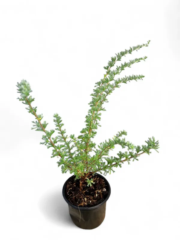 Rosemary Wild &quot;Eriocephalus Africanus&quot; 12cm Pot