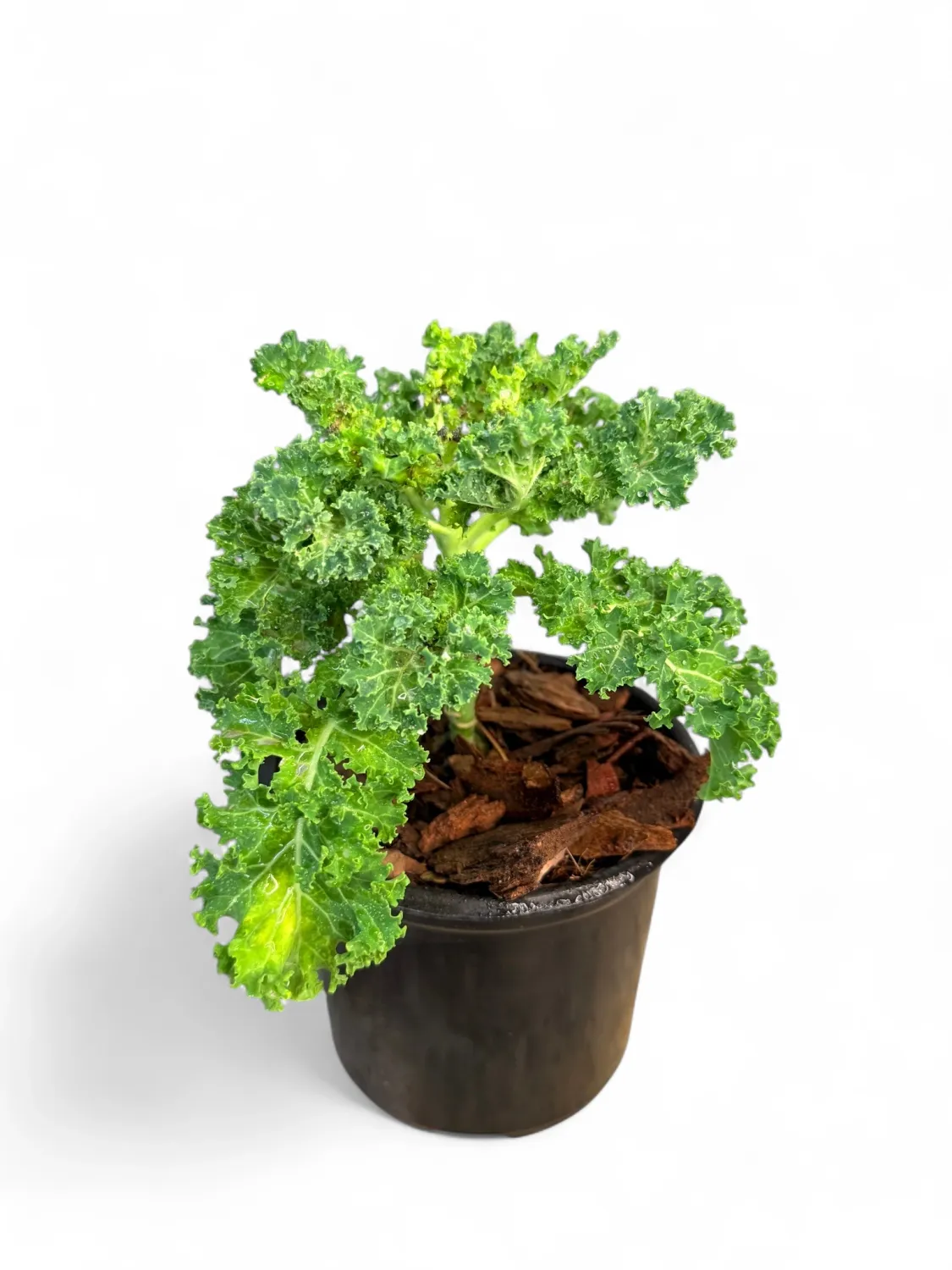 Kale Vates Blue Curled &quot;Scottish Dwarf Kale&quot; 12cm Pot