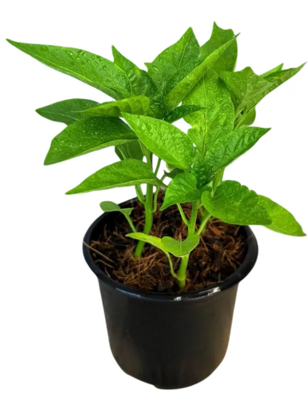 Capsicum California Wonder &quot;Sweet Bell Pepper&quot; 12cm Pot