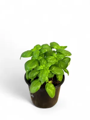 Basil Everleaf Genovese &quot;Ocimum Basilicum&quot; 12cm Pot