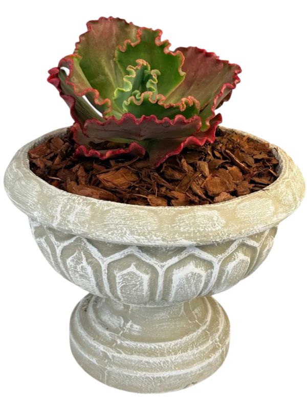 Verona Planter Small Whitewash Finish H270mm x W340mm x Pedestal (foot) 210mm