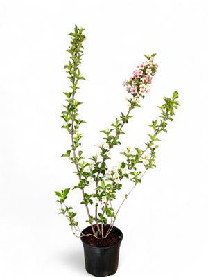 Weigela Florida &quot;Nana Variegata&quot; 16.5cm Pot