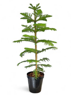 Araucaria Heterophylla &quot;Norfolk Island Pine&quot; 30cm Pot