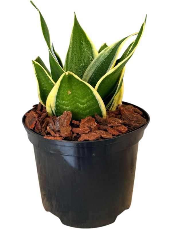 Sanseviera Hahnii Black Star &quot;Birds Nest Snake Plant&quot; 15cm Pot