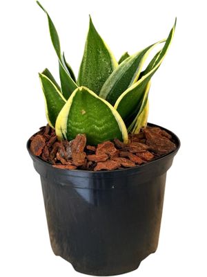 Sanseviera Hahnii Black Star &quot;Birds Nest Snake Plant&quot; 15cm Pot