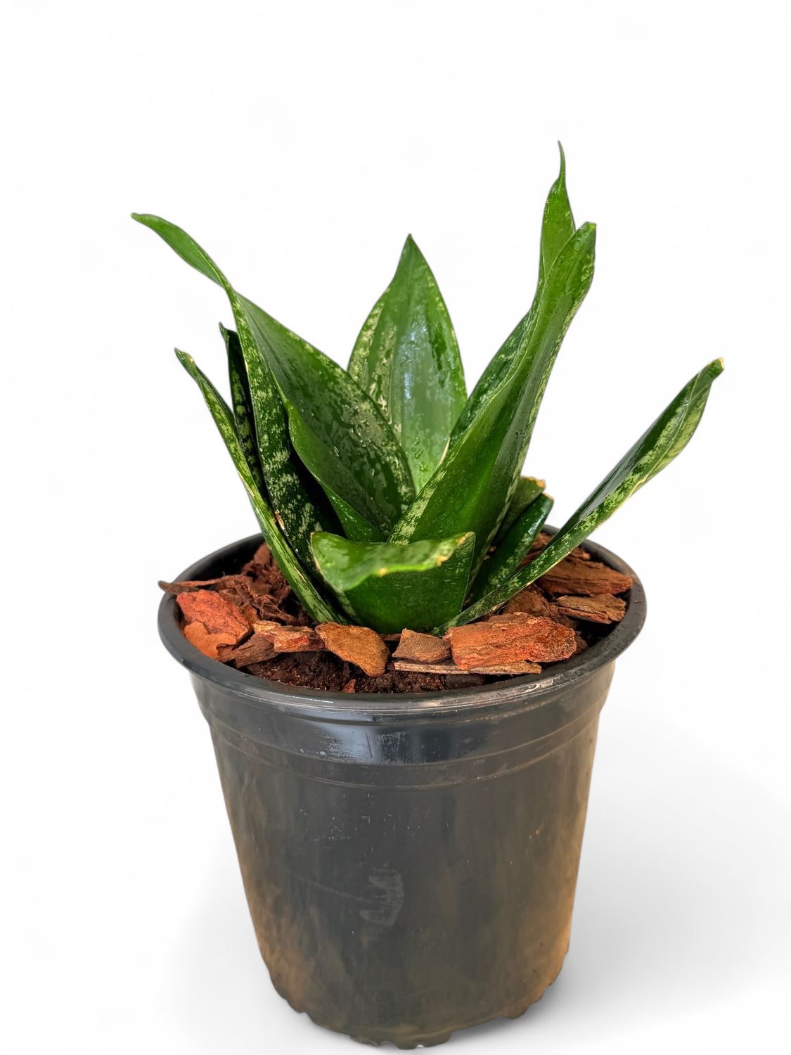 Sanseviera Trifasciata &quot;Dwarf Whitney&quot; 15cm Pot