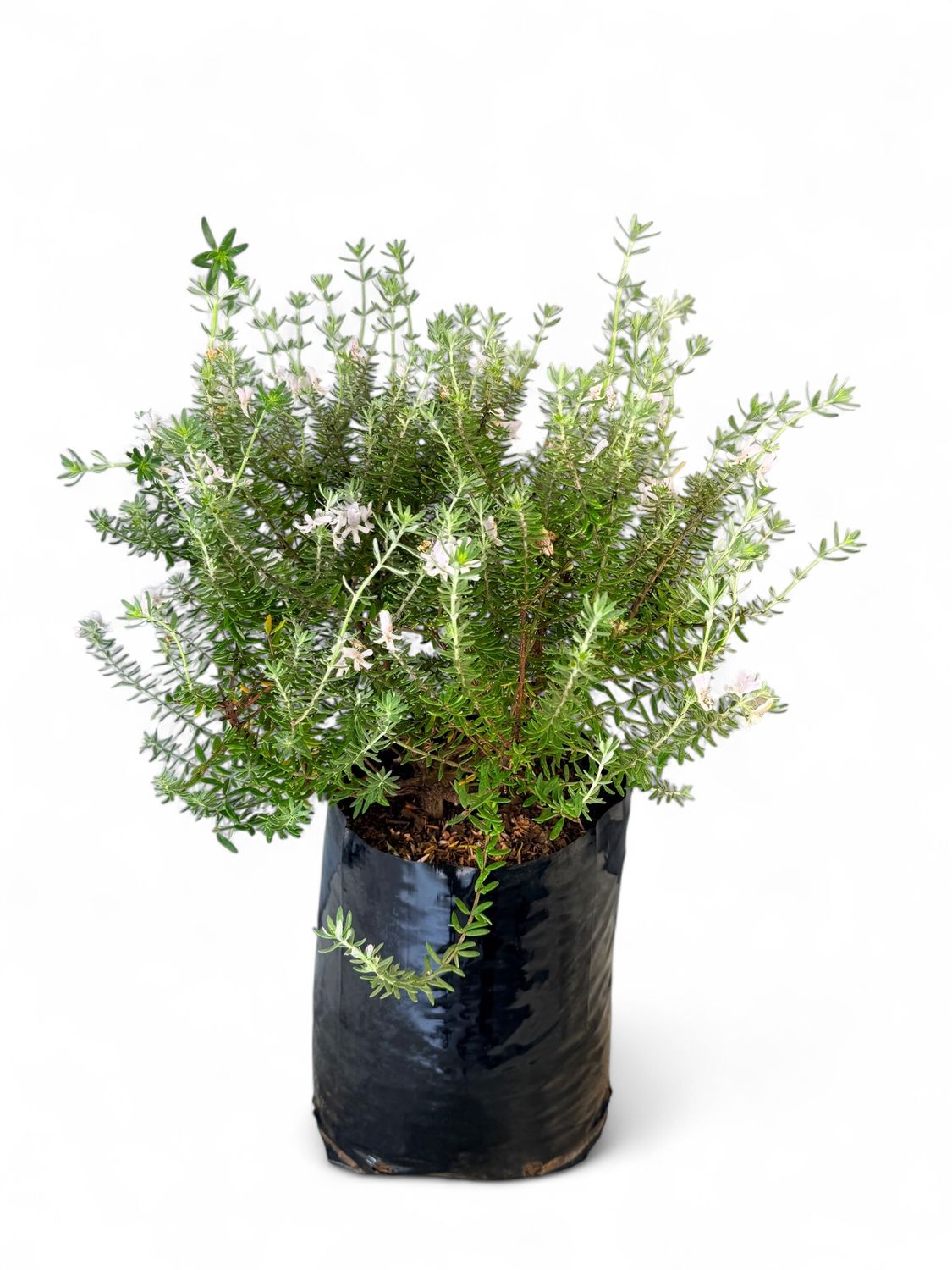 Westringia Brevifolia White Ball 10Liter